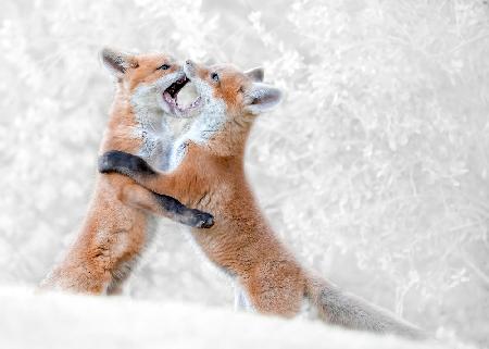 Red Fox Kits spielen