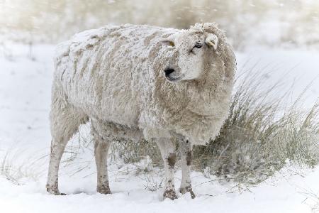 Schafe in verschneiten Dünen