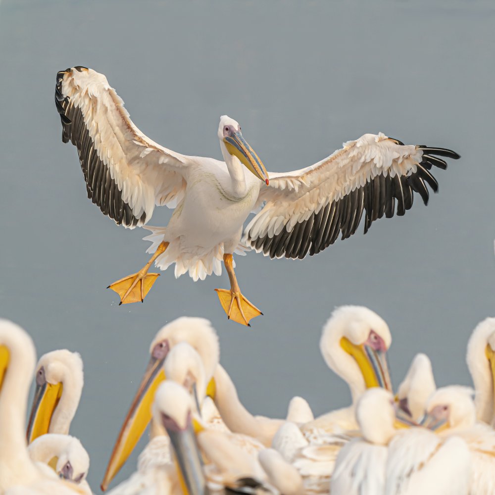 Pelikane von Boris Lichtman