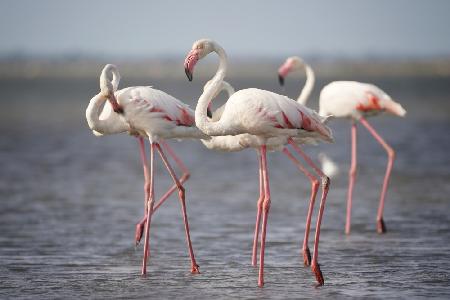 Flamingos aus der Provence