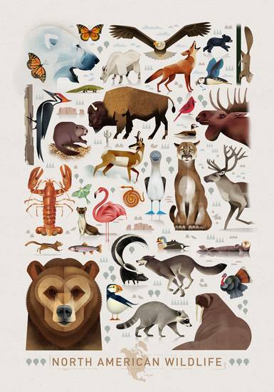 North American Wildlife 2021