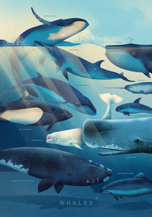 Whales von Dieter Braun
