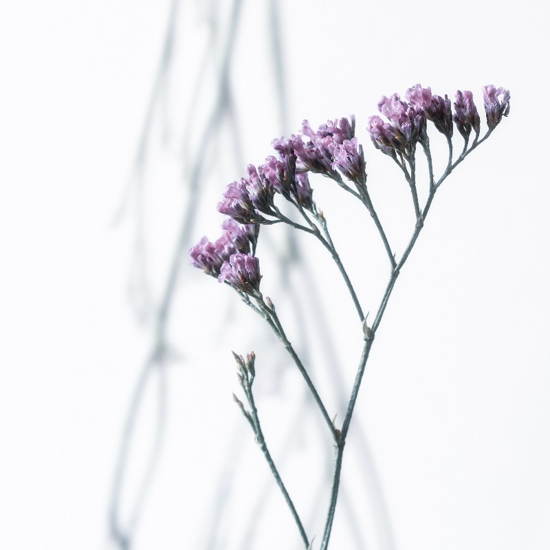 Magic Flowers 5 von Anke Brehm
