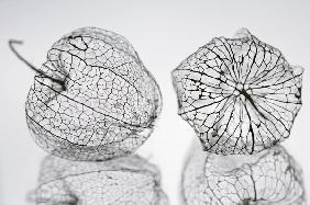 Physalis III