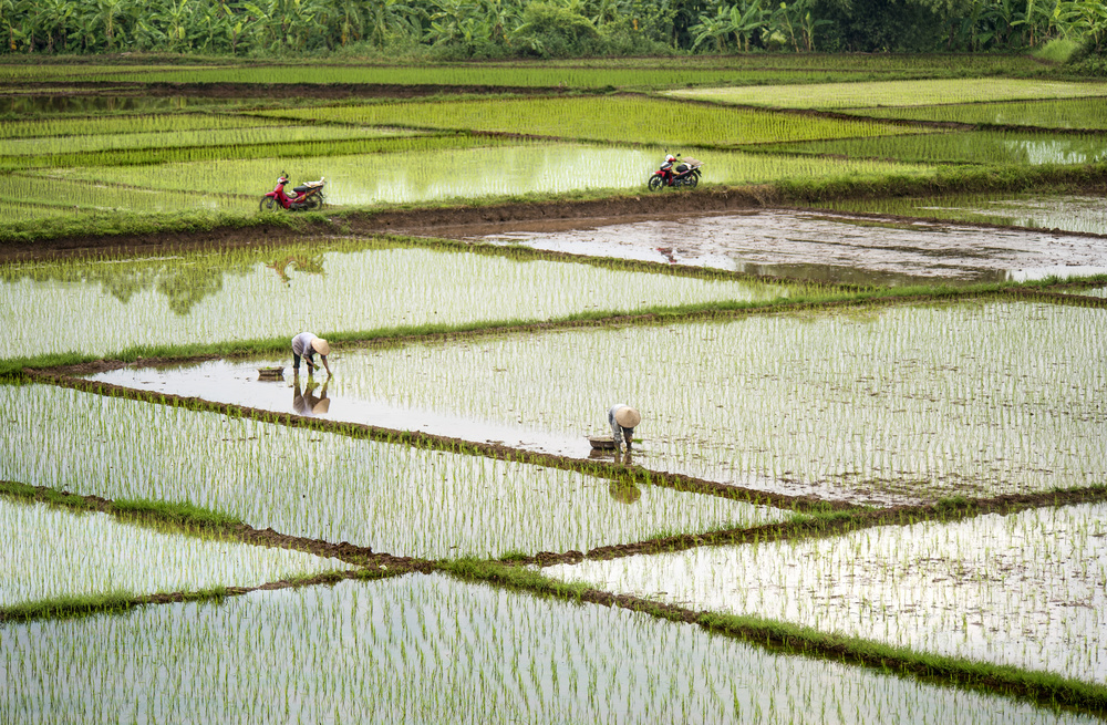 Reisfelder von Burak Senbak