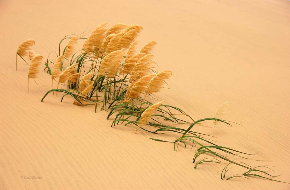 Pampas Grass in Sand Dune von Carl Bostek