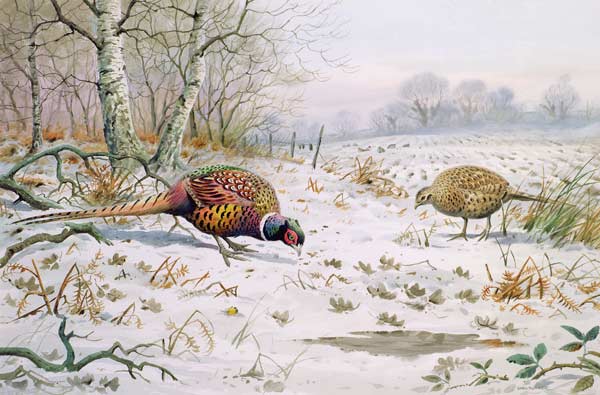 Pheasant and Partridge Eating (w/c on paper)  von Carl  Donner