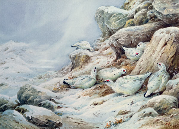 Ptarmigan in snow covered landscape  von Carl  Donner
