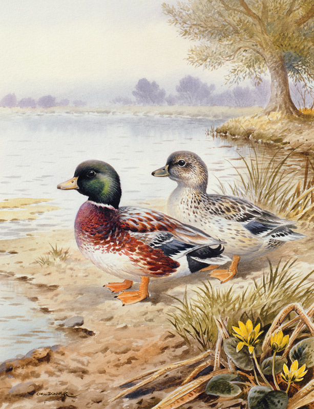 Silver Call Ducks  von Carl  Donner