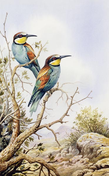 Bee-Eaters  von Carl  Donner