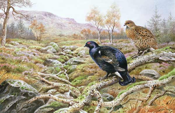 Black Grouse on a Moor  von Carl  Donner