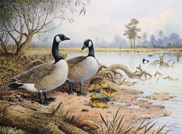 40:Geese: Canada  von Carl  Donner