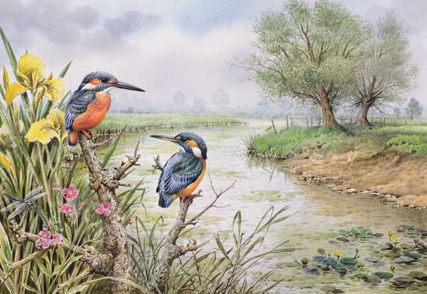 Kingfishers on the Riverbank  von Carl  Donner