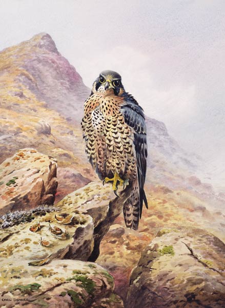 Peregrine Falcon  von Carl  Donner