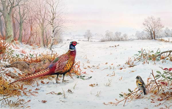 Pheasant and bramblefinch in the snow  von Carl  Donner