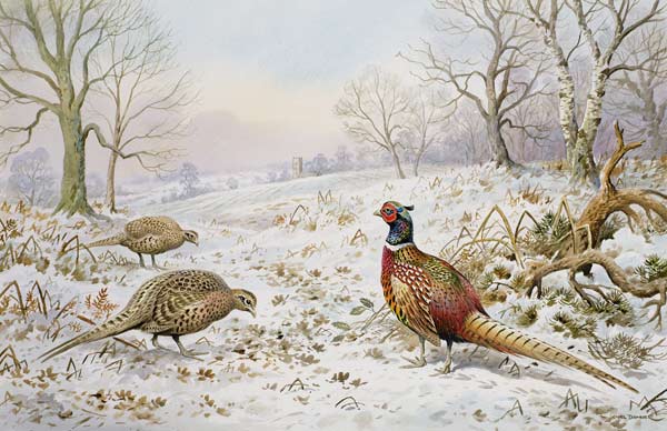 Pheasant and Partridges in a Snowy Landscape  von Carl  Donner