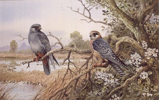 Red-footed Falcons  von Carl  Donner