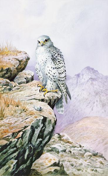 Gyrfalcon 