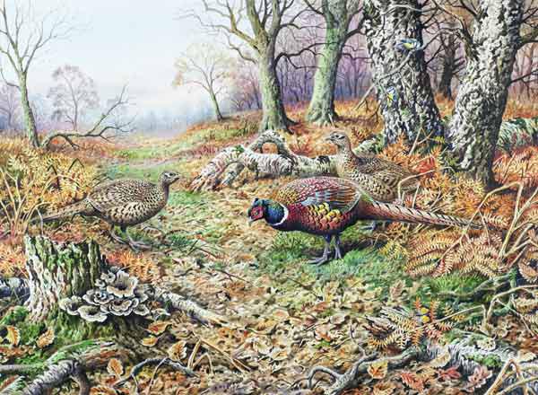 Pheasants with Blue Tits 
