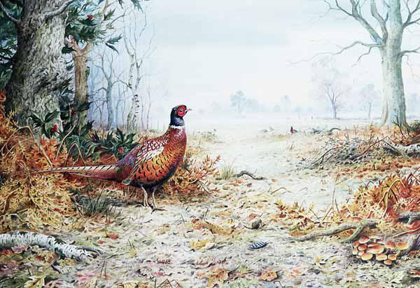 Cock Pheasant (w/c) 