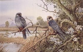 Red-footed Falcons 