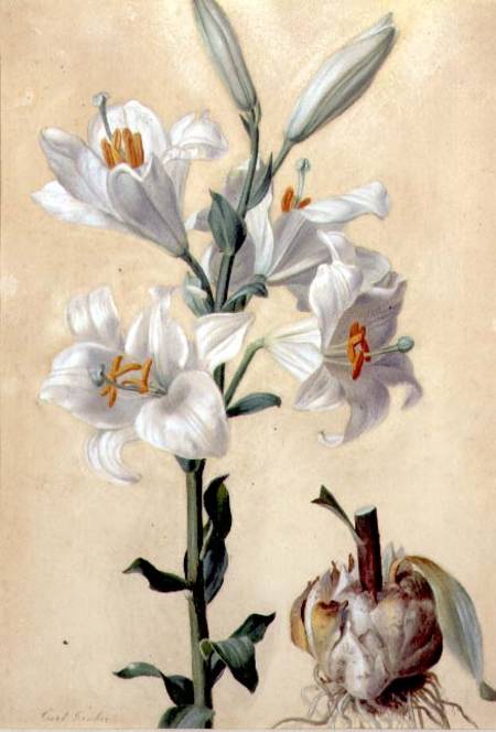 White Lily (Amaryllis Candidum) (gouache) von Carl Franz Gruber