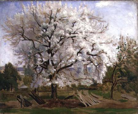 Apple Tree in Blossom von Carl Fredrik Hill