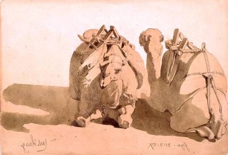 Study of camels von Carl Haag
