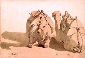 Study of camels 1859 cil a