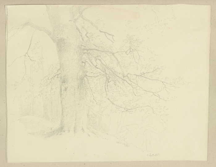 Alter Baum von Carl Theodor Reiffenstein