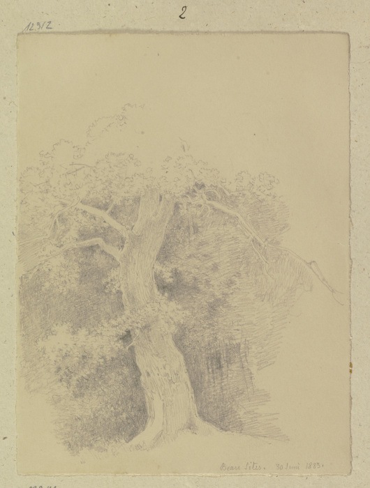 Alter Baum nahe der Kaltwasserheilanstalt Beau Site in Wiesbaden von Carl Theodor Reiffenstein
