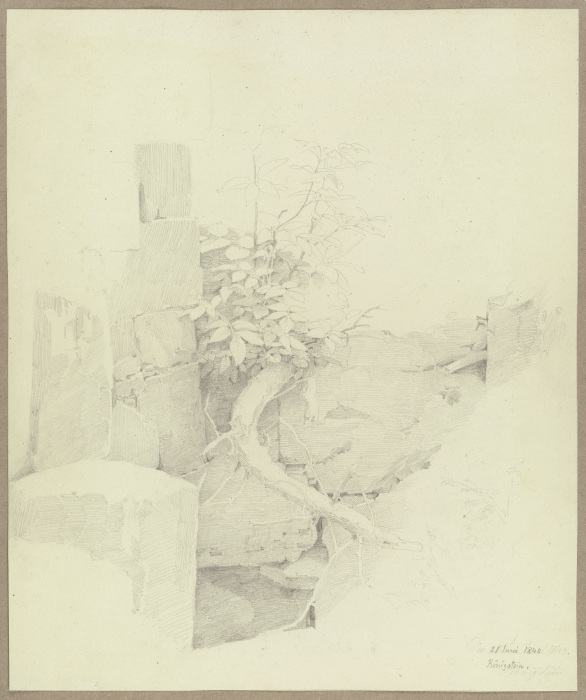 An einer ruinösen Mauer in Königstein aufsprießendes Bäumlein von Carl Theodor Reiffenstein