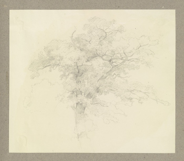 Baum von Carl Theodor Reiffenstein