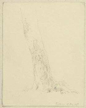 Baum bei Michelstadt