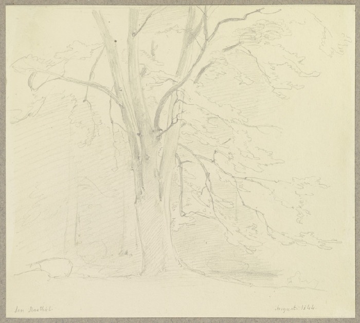 Baum im Ilsetal im Harz von Carl Theodor Reiffenstein