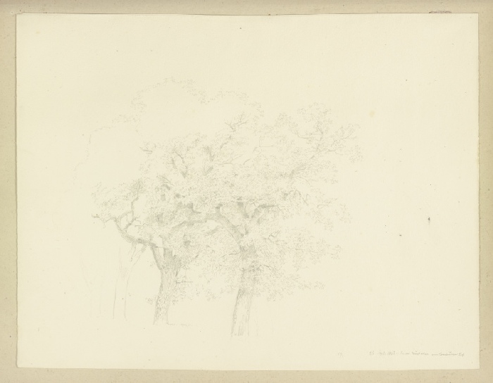 Baumreihe in der Nußallee am Homburger Hof von Carl Theodor Reiffenstein