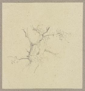 Detail eines Baumes