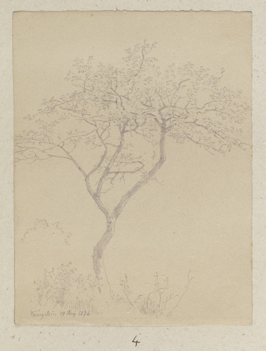 Junger Baum bei Königstein von Carl Theodor Reiffenstein