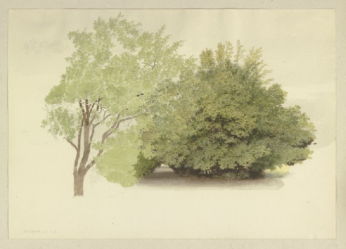 Links ein Baum, rechts hohes Gehölz von Carl Theodor Reiffenstein