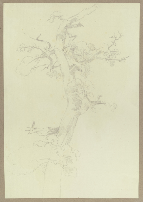 Spärlich belaubter Baum von Carl Theodor Reiffenstein