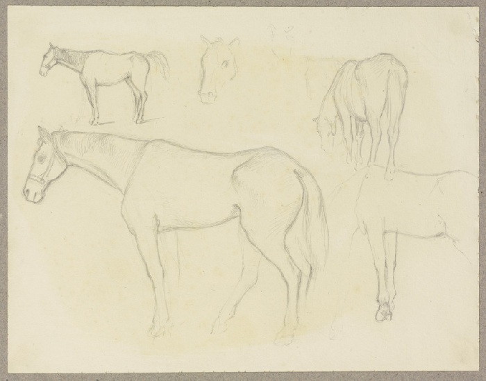 Studienblatt: Pferde von Carl Theodor Reiffenstein