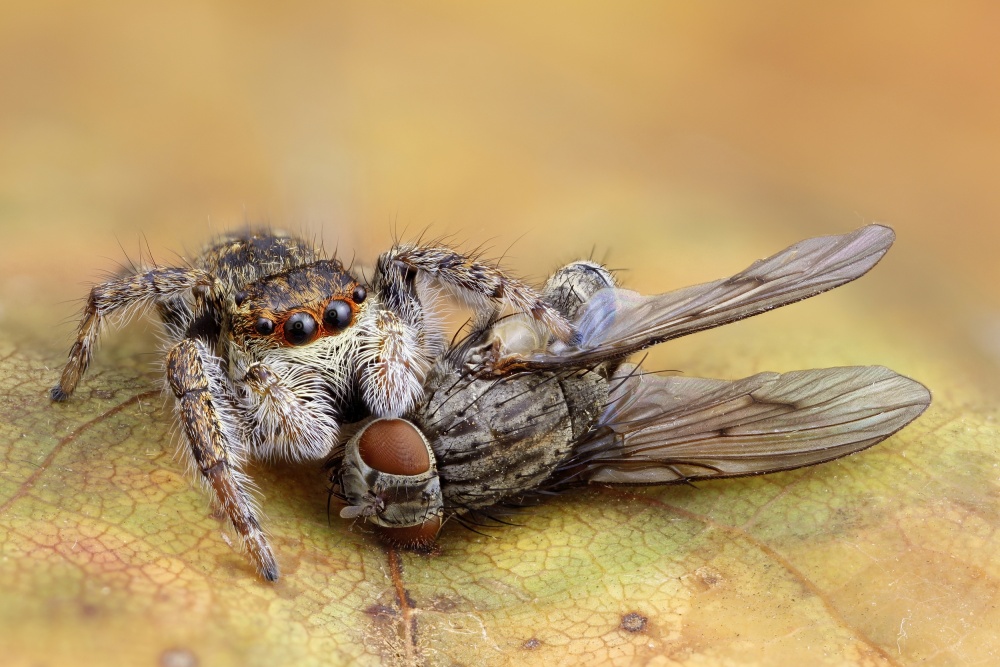 Spinne 1 – Fliege 0 von Carles Just