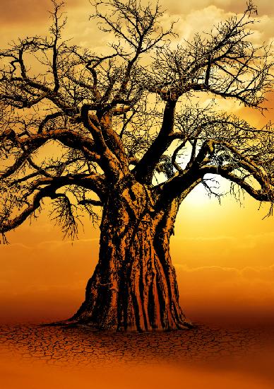 Afrikanischer Baobab-Baum bei Sonnenuntergang