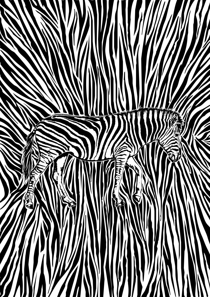 Auffällige Tarnung des afrikanischen Zebras von Carlo Kaminski