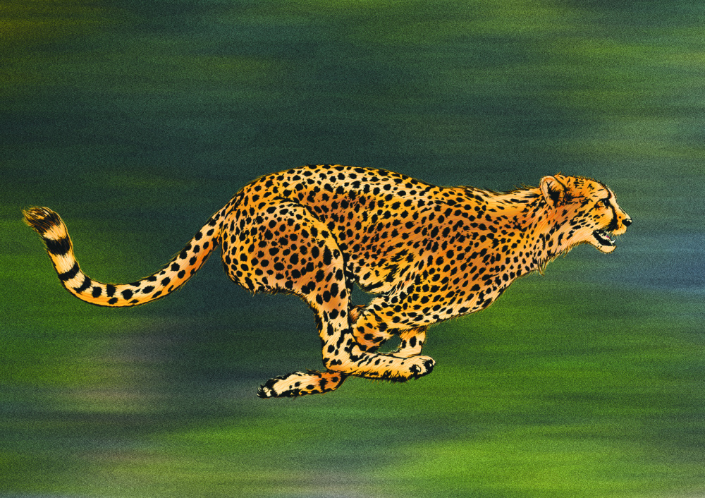 Gepard voller Sprint von Carlo Kaminski