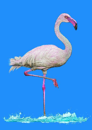 Rosafarbener Flamingo im wasserblauen Himmel