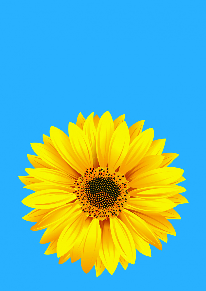 Sonnenblume auf Blau (h) von Carlo Kaminski