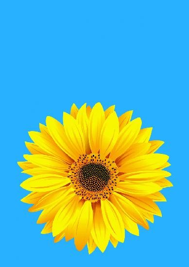 Sonnenblume auf Blau (h)