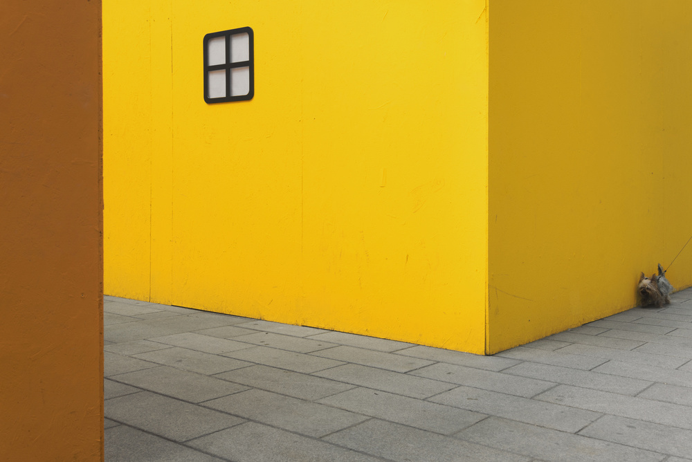 Gelber Straßenhund von Carlo Tonti