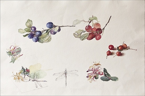 Autumn Fruits and Flowers von Caroline  Hervey-Bathurst
